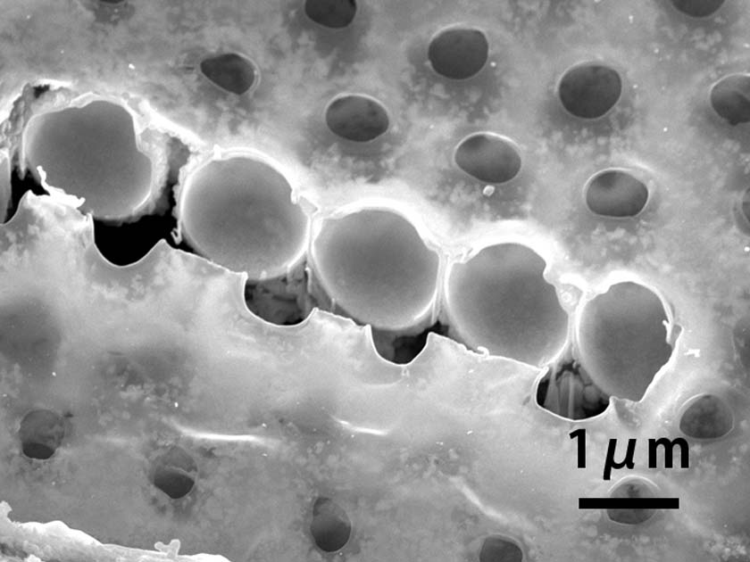 金属球殻構造体を支持体とした多細胞型人工脂質膜の創製1