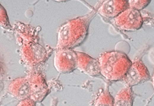 分子細胞生物学研究室