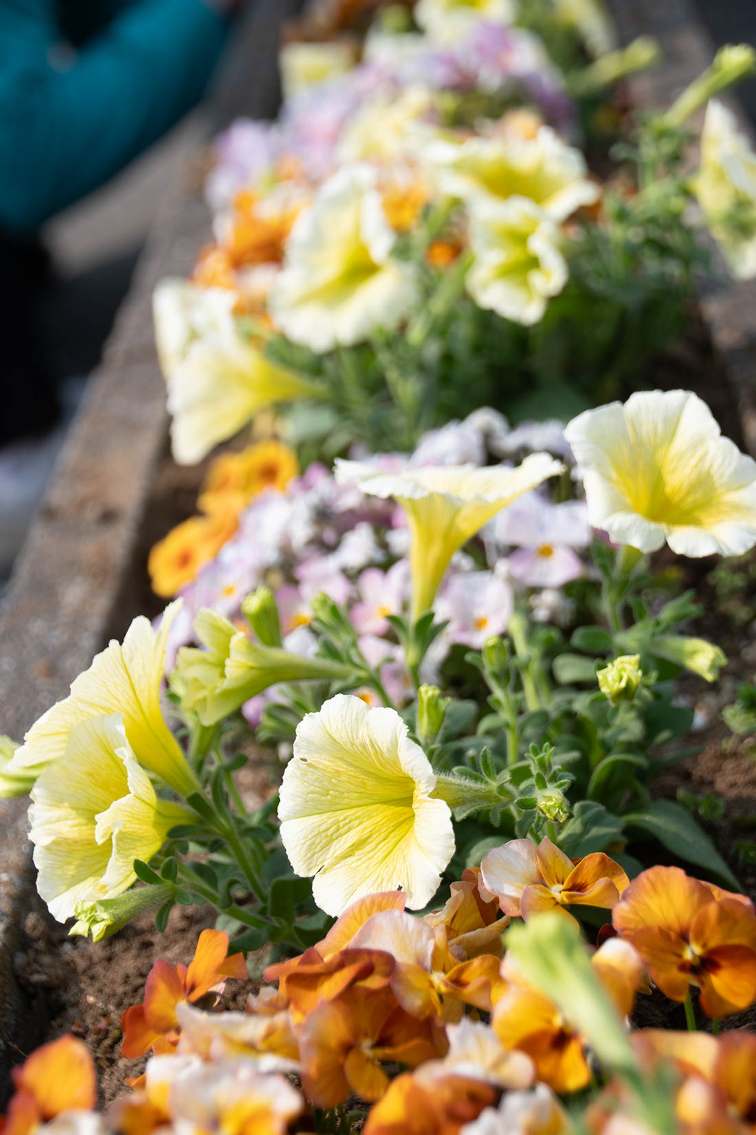 花壇に植えられた色とりどりの花々