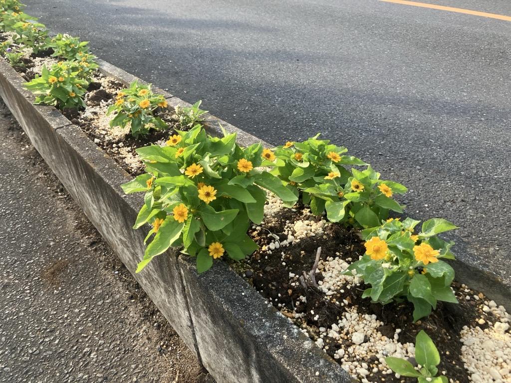 flower1