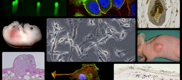 Molecular and Cellular Toxicology