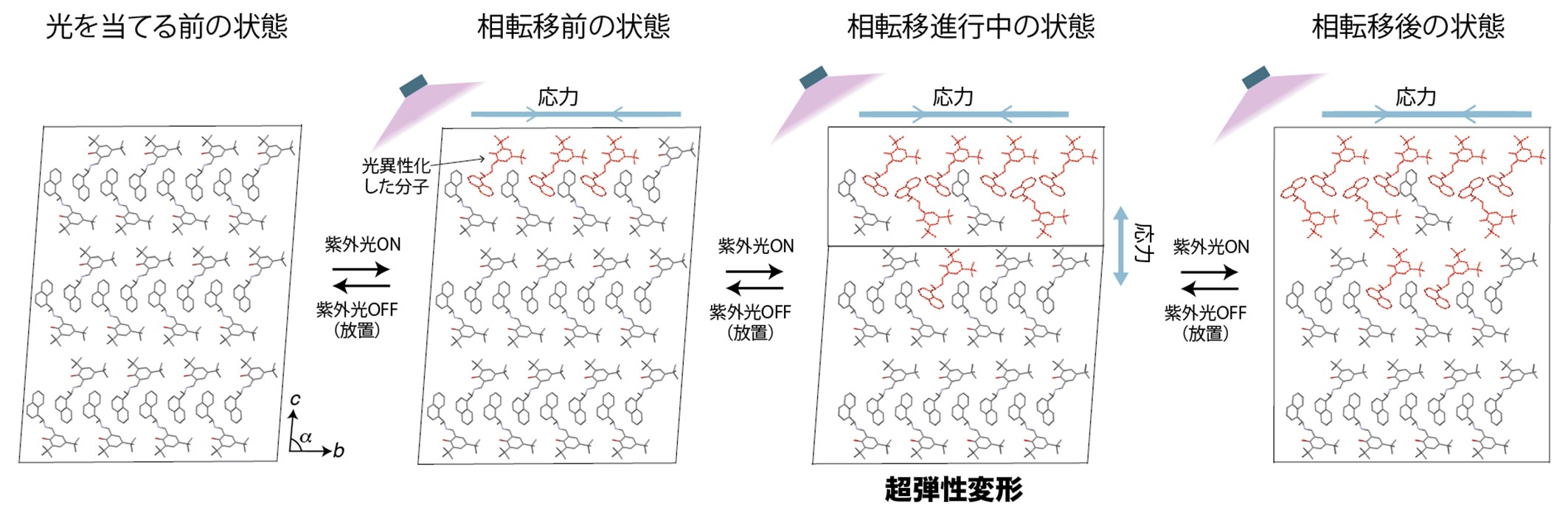 図２.超弾性変形の発生機構