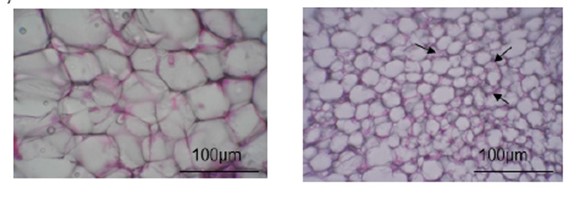 図１.カテキン重合物で脂肪を褐色化させる