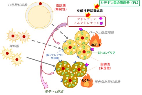 図２.カテキン重合物の脂肪褐色化メカニズム仮説