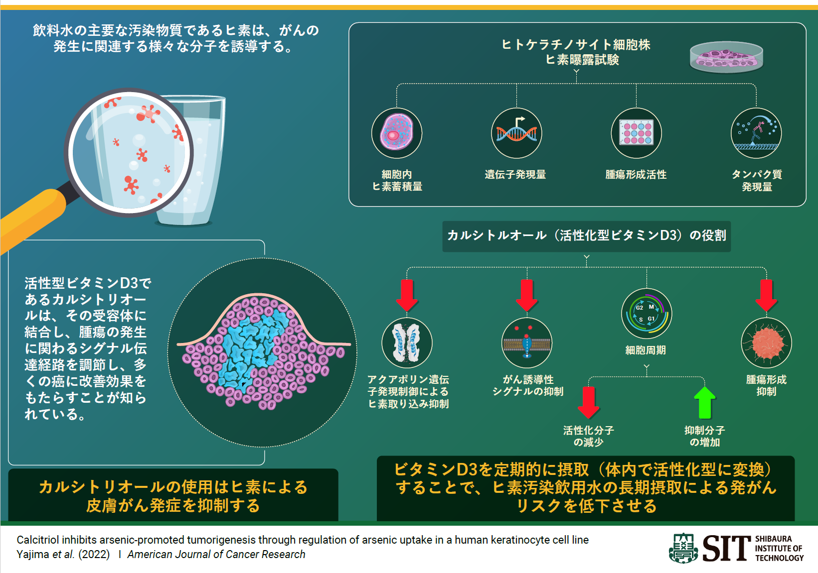 図. カルシトリオールによるヒ素誘導性発がんの抑制効果